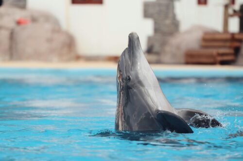 Mengapa Akuarium Mulai Melarang Cetacea?