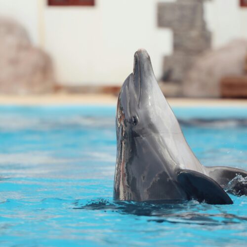 Mengapa Akuarium Mulai Melarang Cetacea?