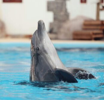 Mengapa Akuarium Mulai Melarang Cetacea?